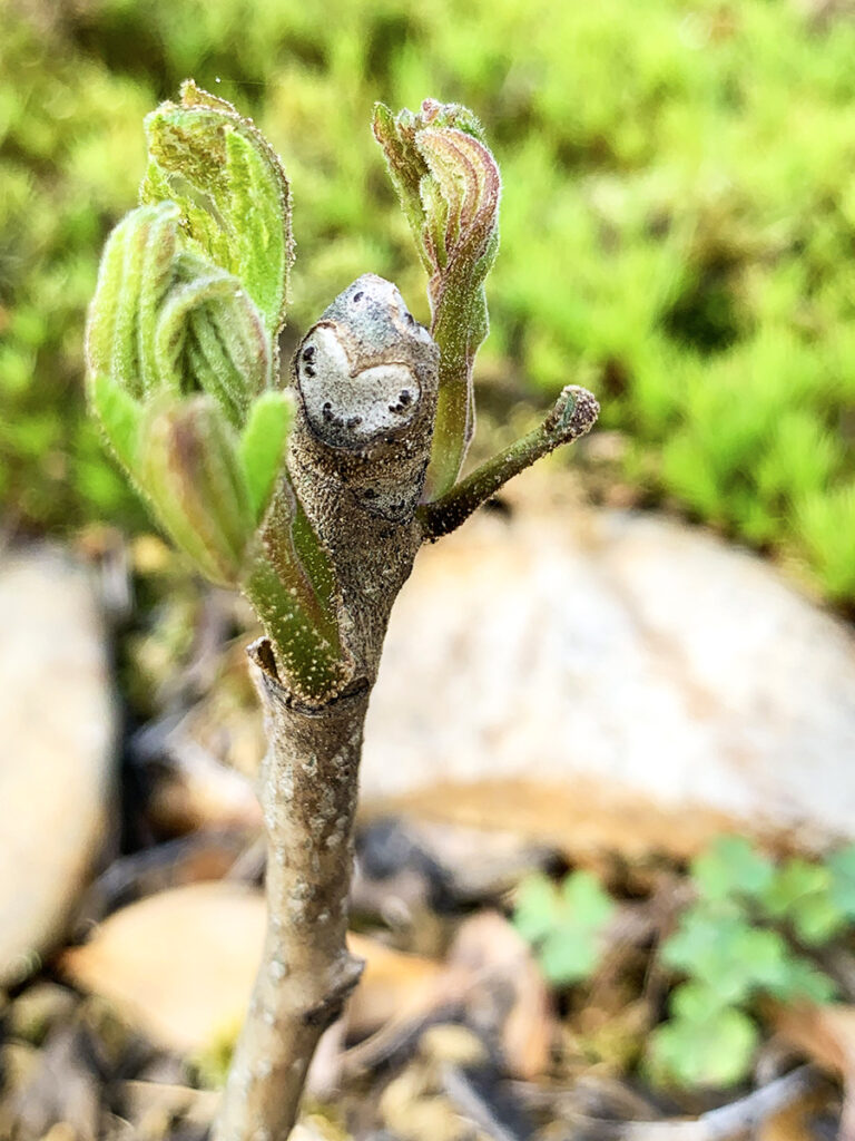 春の芽吹き